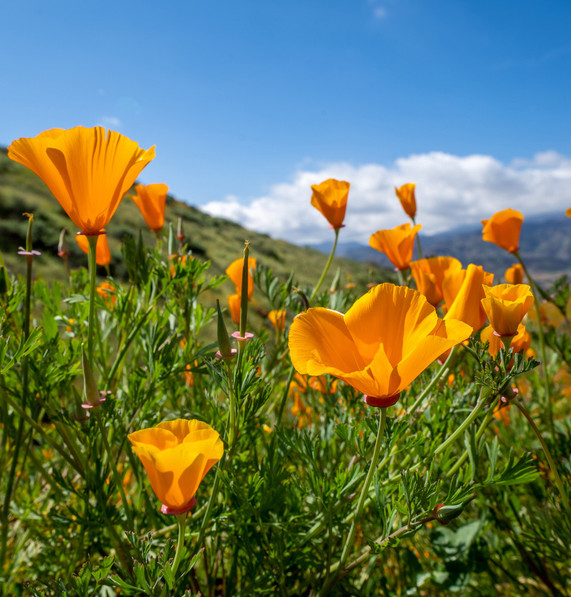California Poppy Herb - Eschscholzia californica in the Wild