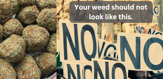 No PGR Weed - Natural CBD Flower - Green Nursery