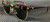 RAY BAN RB3016F W0366 Tortoise on Arista Square 55 mm Unisex Sunglasses