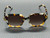 TORY BURCH TY7231U 207213 Dark Wavy Tortoise Brown Gradient Women's 51 mm Sunglasses