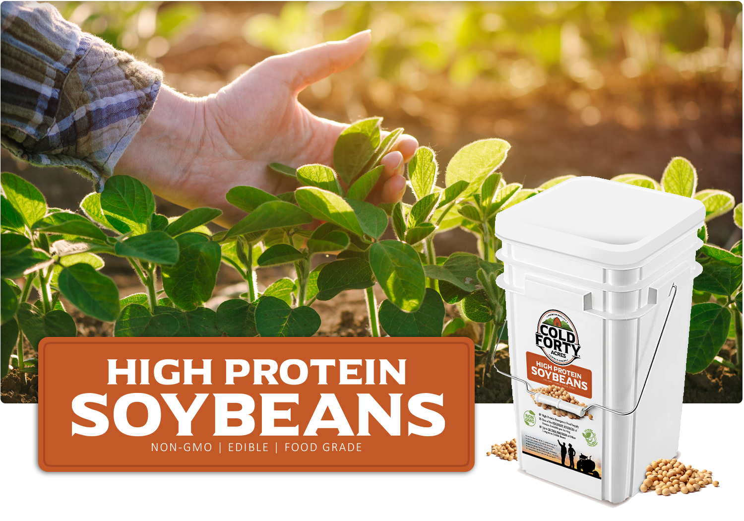 High Protein Soybeans