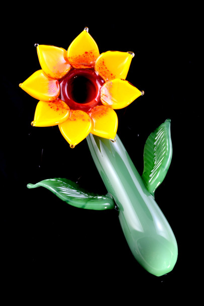 Sunflower sherlock pipe on black background with bright yellow petals and glossy green stem
