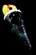 Close-up top view of Skrimp Handroll 6" glass spoon, glossy black wrap with shrimp and cucumber accents—retail smoke-shop showcase image.