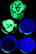 50mm 4 Part Glow in the Dark Flaming Skull Metal Grinder - G0455