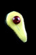Overhead studio shot of 3" avocado-green glass dry pipe on black, with red-brown pit accent—head-shop wholesale listing angle showing glossy finish.