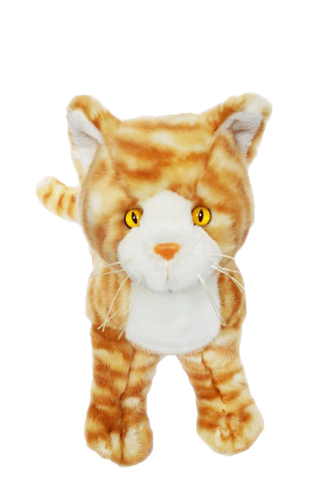 Oliver the Orange Tabby