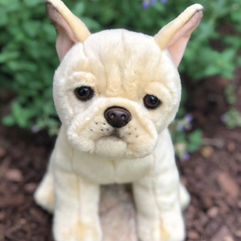 Creme Colored French Bulldog