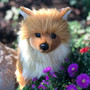 Brown Pomeranian ©