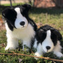 Meet Hunter: The Life-Like Border Collie Plush Toy Perfect for Show Ring or Snuggles