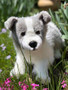 Bring Home Thor ©: The Life-Like 20 Inch Border Collie Plush Toy for Fans and Collectors