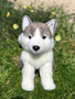 Shade Sitting Husky Plush Dog 14"-Sold Out