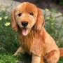 Red Golden Retriever Jack - Adorable and Realistic Plush Toy