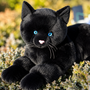 Black Cat