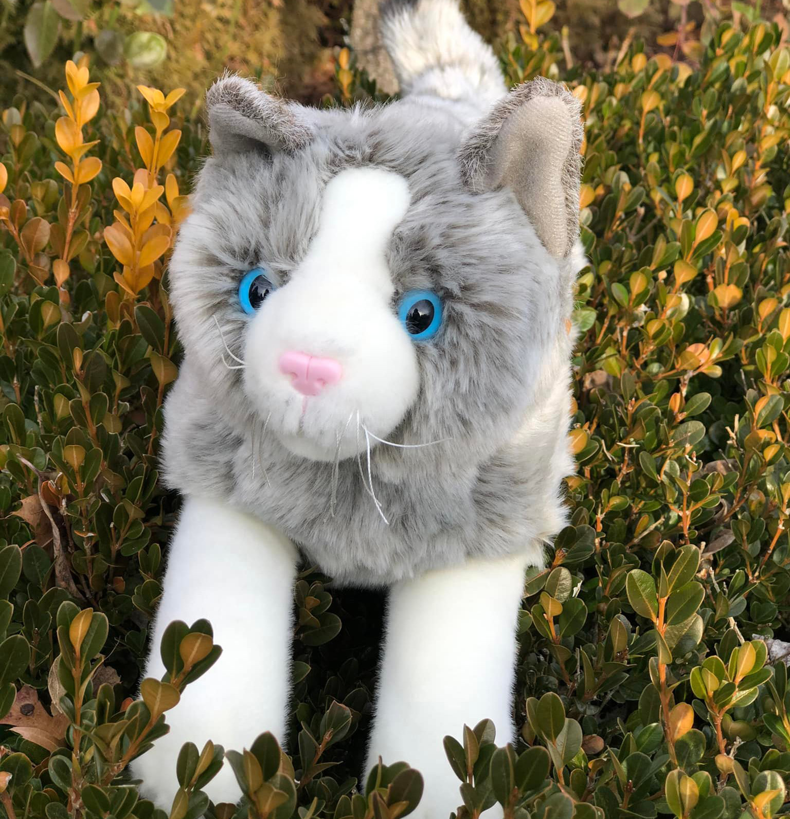 Tabby Cat Average Lifespan