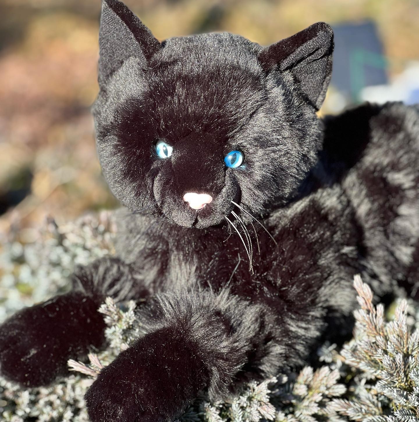 family cats　0308 Coal the Black Floppy Cat: Your 19-Inch Plush Companion