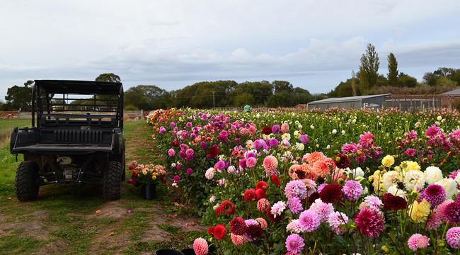 Growing Dahlias with Lorelie Merton