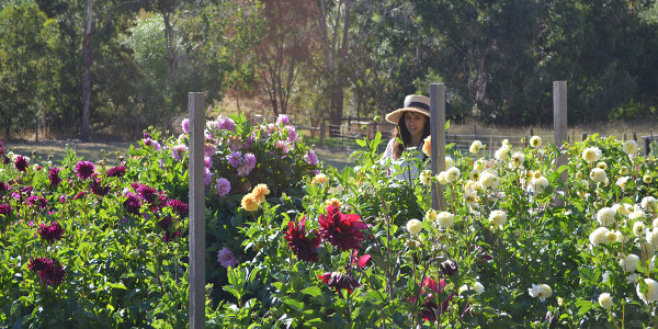 Lunar & Cosmic Farming - Alchemilla Flower Farm