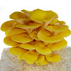 Liquid Mushroom Culture Golden Oyster 10cc Gourmet/Medicinal Liquid Culture Syringe