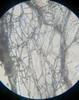 Haole 10cc Isolated Psilocybe Cubensis Spore Syringe