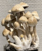 Wild Texas 10cc Isolated Psilocybe Cubensis Spore Syringe