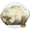Lion's Mane Mushroom Liquid Culture