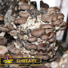 Shiitake Mushroom Liquid Culture