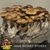 Golden Teacher (GT) 10cc  Psilocybe Cubensis Spore Syringe