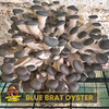 Blue Brat Oyster Mushroom Liquid Culture