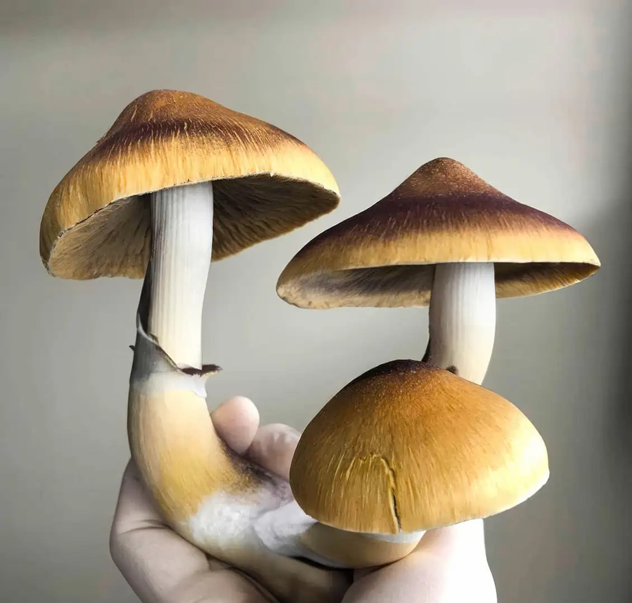 Jedi Mind Fuck 10cc Isolated Psilocybe Cubensis Spore Syringe