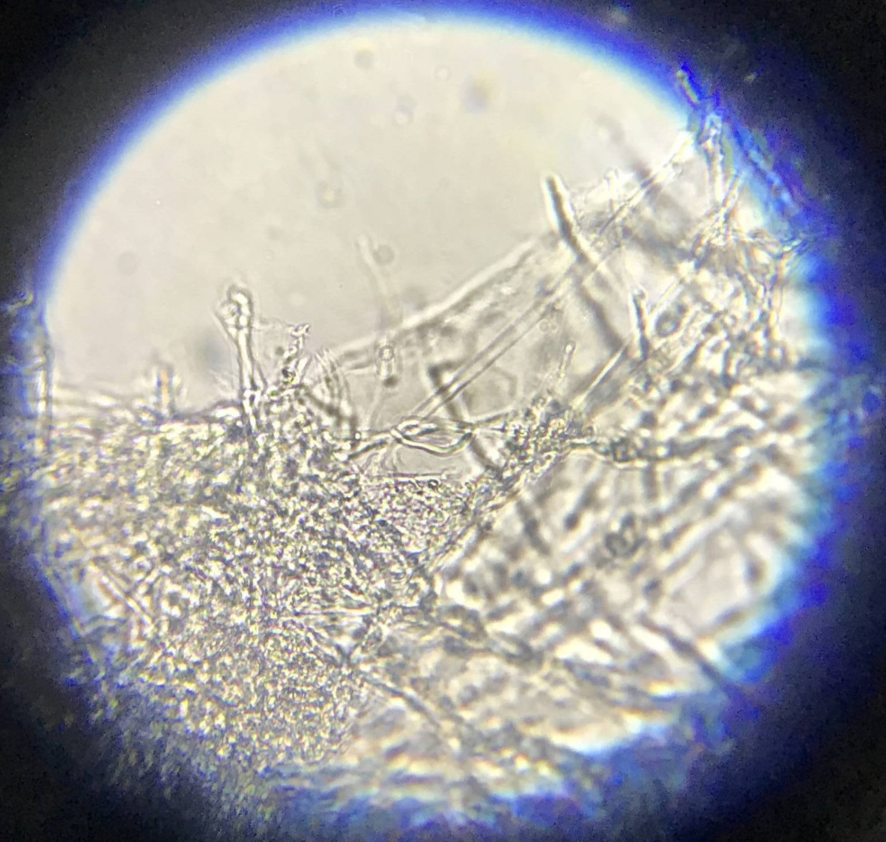 Haole 10cc Isolated Psilocybe Cubensis Spore Syringe