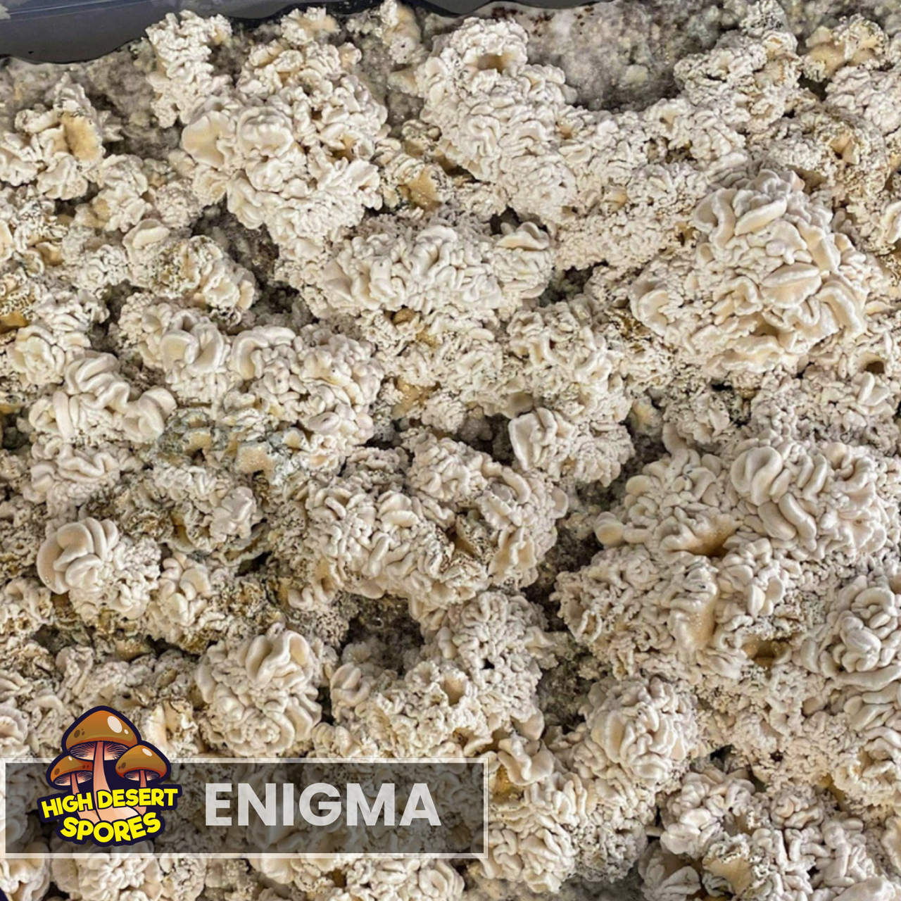 Enigma  Liquid Culture Syringe Enigma  Liquid Culture Syringe