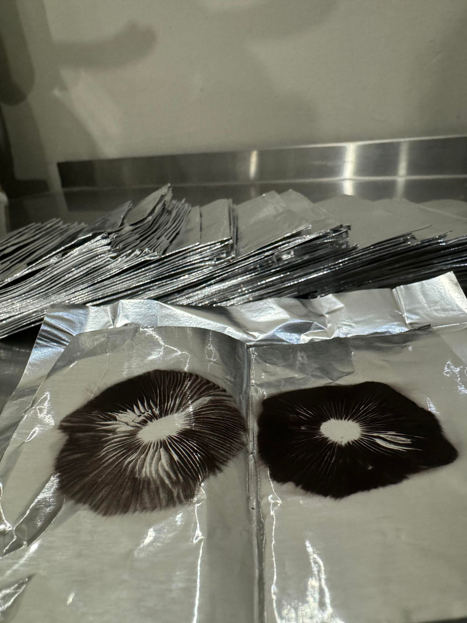 Cambodia Spore Prints