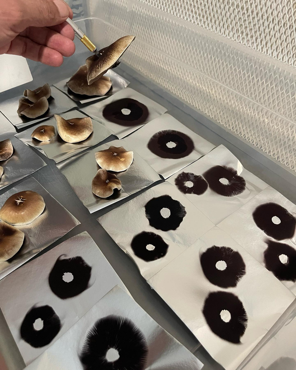 Leucistic Cambodia Spore Prints