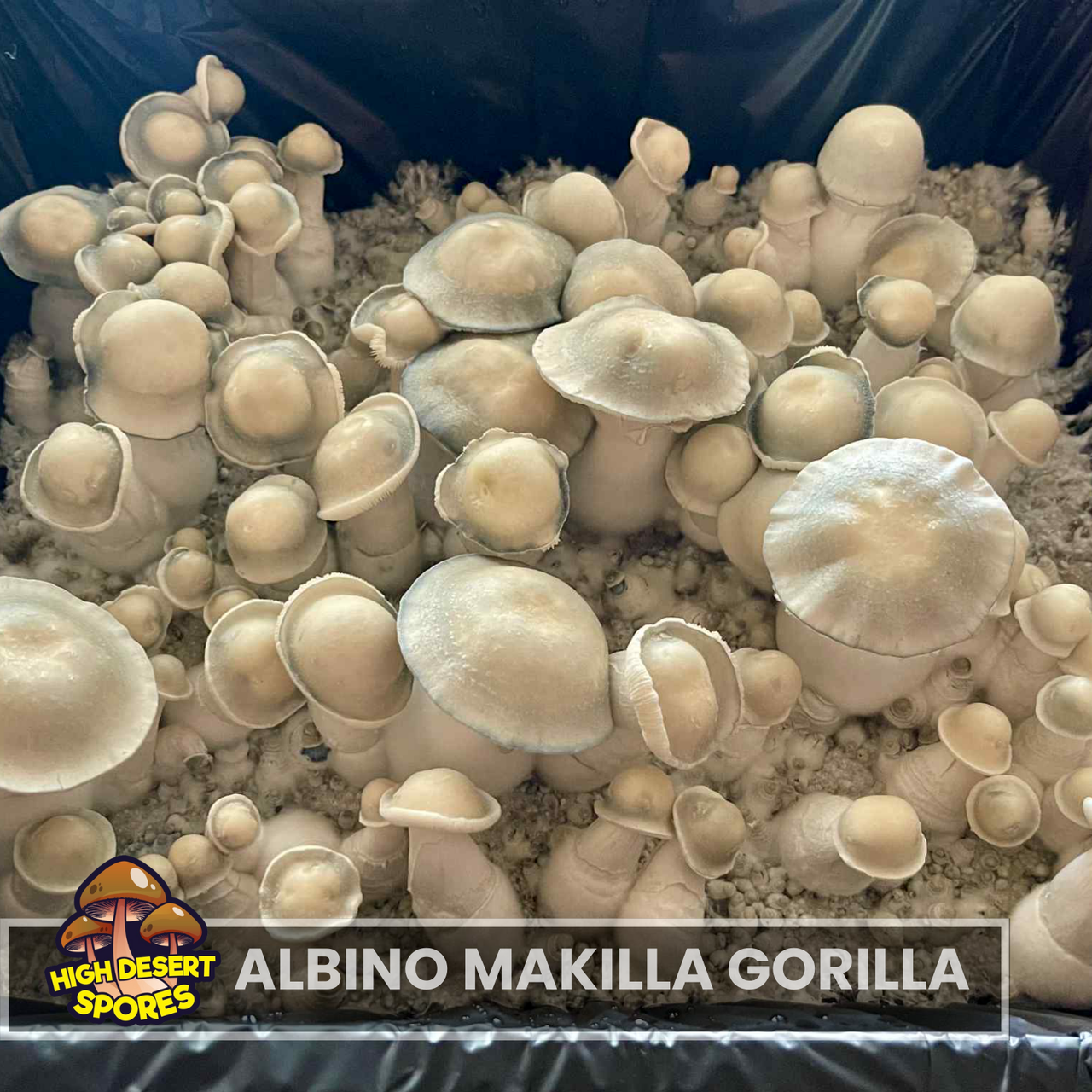 Albino Makilla Gorilla  Liquid Culture Syringe