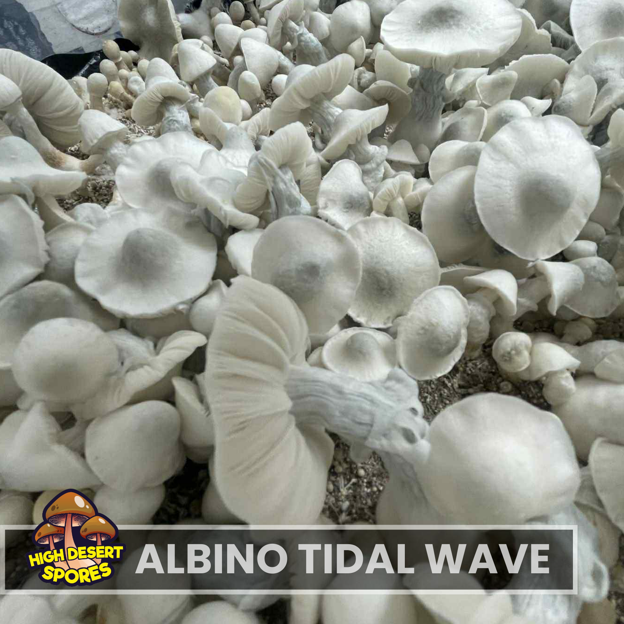 Albino Tidal Wave  Liquid Culture Syringe