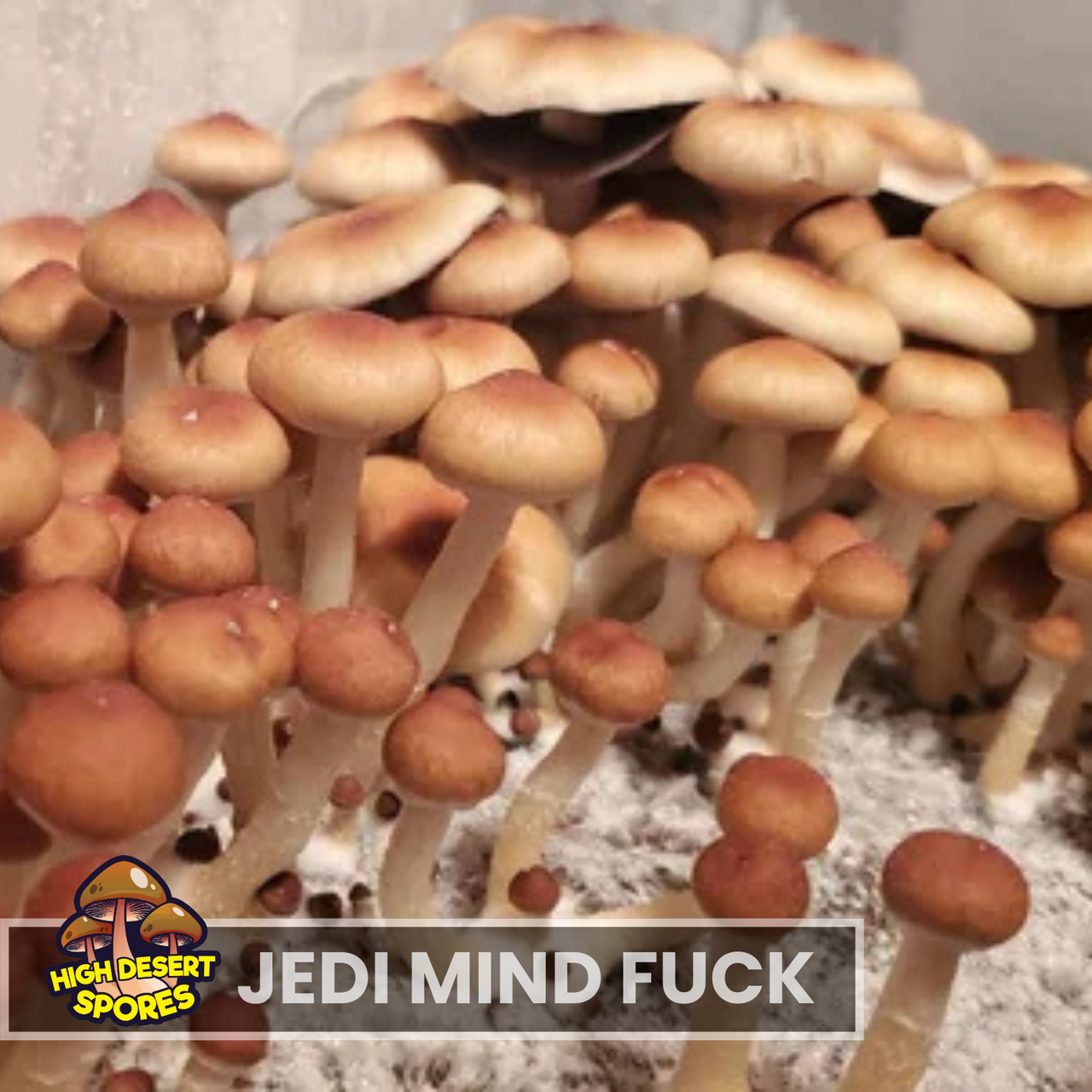 Jedi Mind Fuck  Liquid Culture Syringe Jedi Mind Fuck  Liquid Culture Syringe