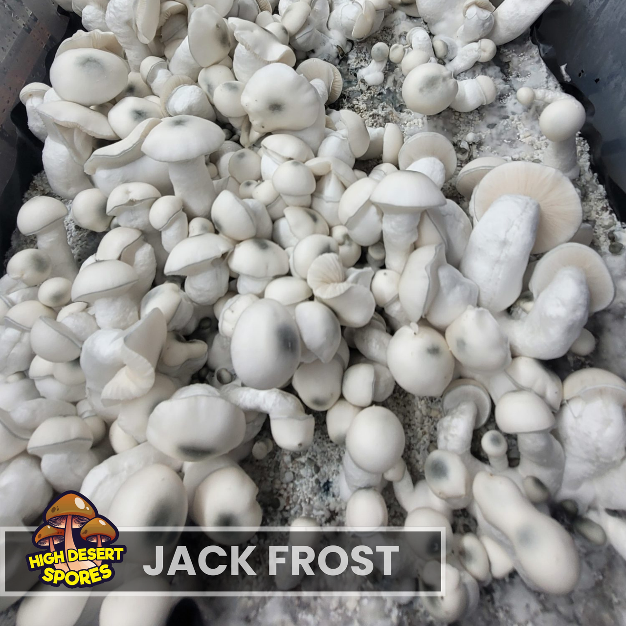 Jack Frost  Liquid Culture Syringe Jack Frost  Liquid Culture Syringe