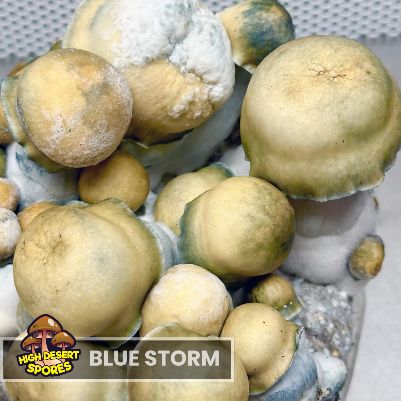 Blue Storm Liquid Culture Syringe