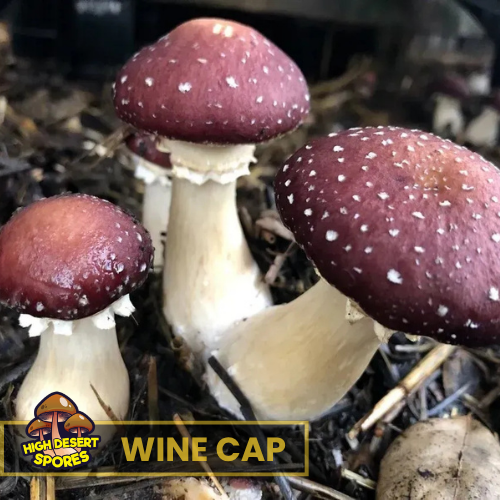 Wine  Cap Mushroom Liquid Culture