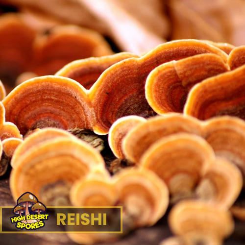 Reishi Mushroom Liquid Culture