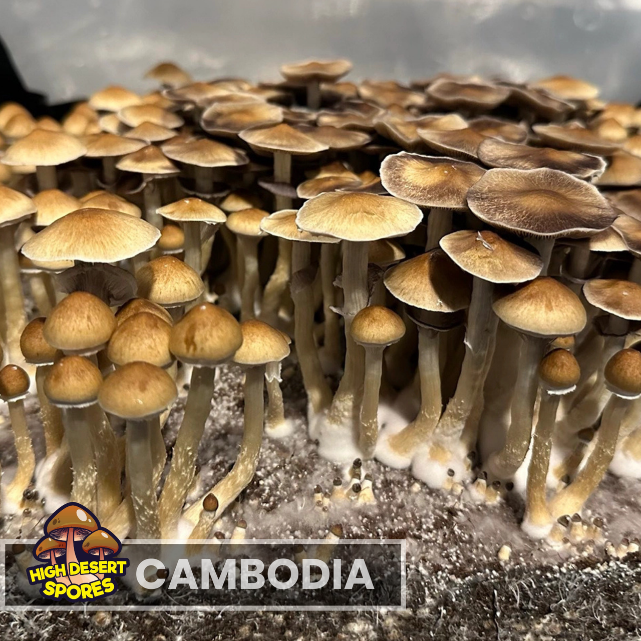 Cambodia  Spore Syringe Cambodia  Spore Syringe