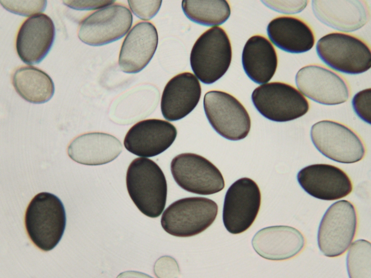 Cambodia  Spore Syringe Cambodia  Spore Syringe