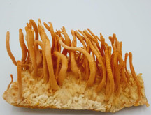 CORDYCEPS MILITARIS