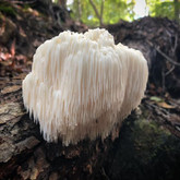 How to Grow Lion's Mane Mushrooms and Find the Best Supplies in Portland