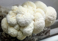 LION’s MANE (Hericium erinaceus)