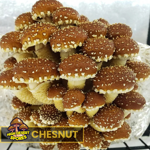 Chestnut mushroom Liquid Mushroom Culture Chestnut mushroom Liquid Mushroom Culture
