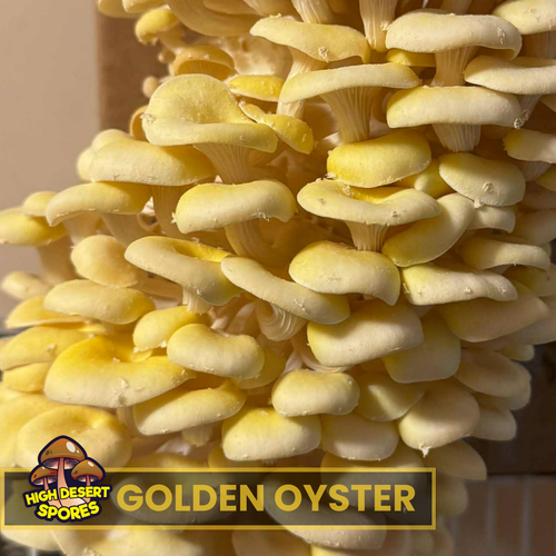 Golden Oyster Liquid Mushroom Culture Golden Oyster Liquid Mushroom Culture