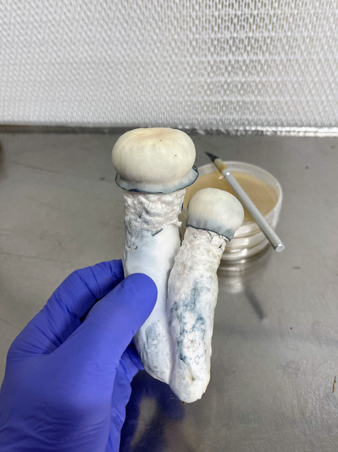 SV10 10cc Isolated Psilocybe Cubensis Spore Syringe