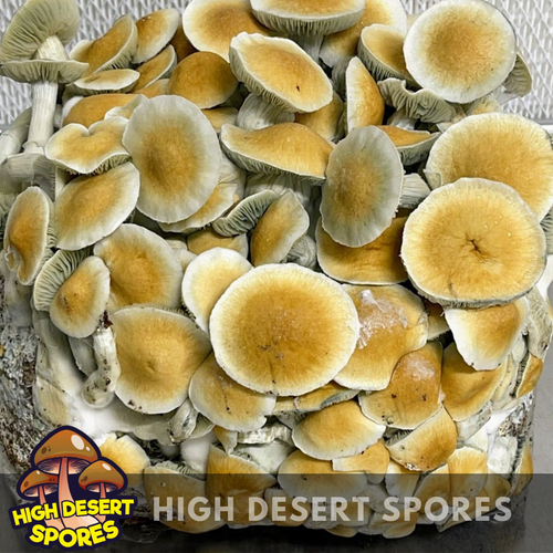 Thai Elephant 10cc Isolated Psilocybe Cubensis Spore Syringe Thai Elephant 10cc Isolated Psilocybe Cubensis Spore Syringe