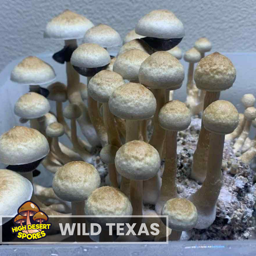 Wild Texas  Liquid Culture Syringe Wild Texas  Liquid Culture Syringe